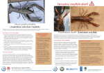 Invasive crayfish alert!