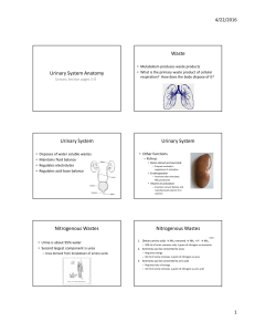 Urinary System Anatomy Waste Urinary System Urinary System