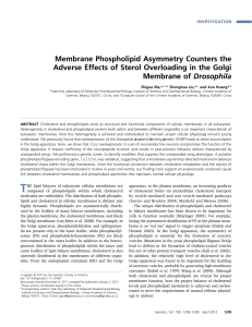 Membrane Phospholipid Asymmetry Counters the