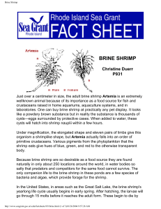 Brine Shrimp - the National Sea Grant Library