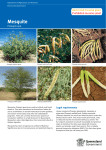 Mesquite fact sheet - Department of Agriculture and Fisheries
