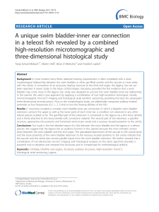 A unique swim bladder-inner ear connection in a teleost fish