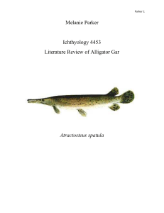Melanie Parker Ichthyology 4453 Literature Review of Alligator Gar
