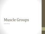 Muscle Groups - cloudfront.net