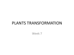 Plant Transformation-assignment