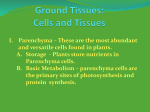 Ground Tissues