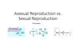 Asexual Reproduction vs. Sexual Reproduction