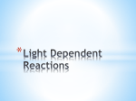 Light Dependent Reactions