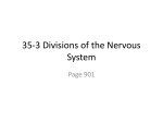 35-3 Divisions of the Nervous System