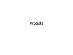 Protists - nowyoudothemath