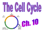 PP-Cell Cycle and CAncer