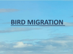 How do birds prepare to migrate?