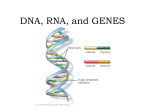 DNA, RNA, and GENES