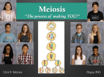 Meiosis *The process of making YOU!*