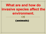 What are and how do invasive species ffect the environment.