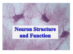 Neuron Types, structure and function_PowerPoint