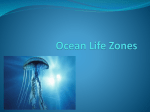 Ocean Life Zones