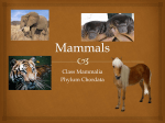 Mammals