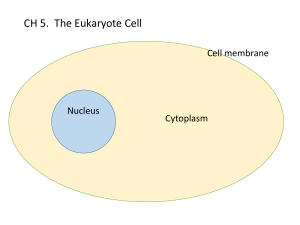 Organelles: specialized subunits within a cell that have a specific