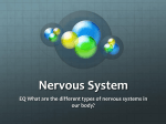 Nervous System - cloudfront.net