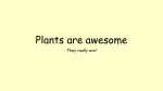 Plants are awesome