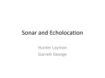 Sonar and Echolocation