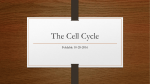 The Cell Cycle - cloudfront.net
