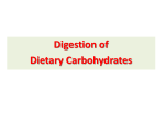 Digestion of Dietary Proteins