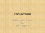 Photosynthesis - THESTUDENTSCHOOL