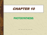 chapter 10 photosynthesis