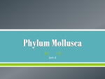 phylum_mollusca