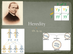 Mendel Genetics Problems ppt