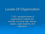 Levels Of Organization