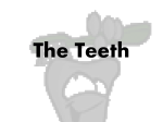 The Teeth - Year7MyBody