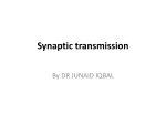 Synaptic transmission