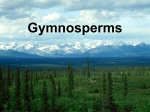 Gymnosperms - cloudfront.net