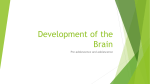 brain development presentation