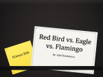Red Bird vs. Eagle vs. Flamingo