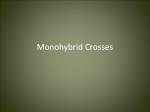 Monohybrid Crosses