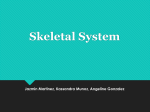 Skeletal System - Science Done Wright