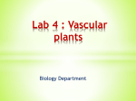Lab 4 : Vascular plants