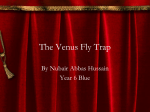 The Venus Fly Trap