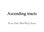Ascending tracts