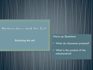 Homeostasis and the Cell