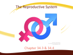 The Reproductive System - Coral Gables Senior High