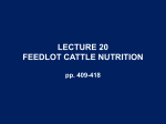 lecture 20 feedlot cattle nutrition