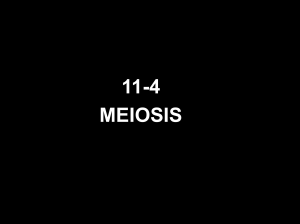 11-4 Meosis