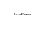 Annual Flowers