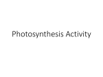 Photosynthesis Activity - Roderick Biology