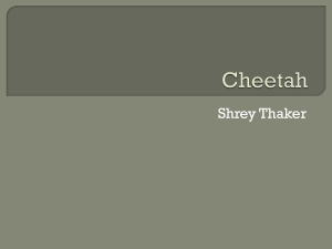 Shrey`s Cheetah
